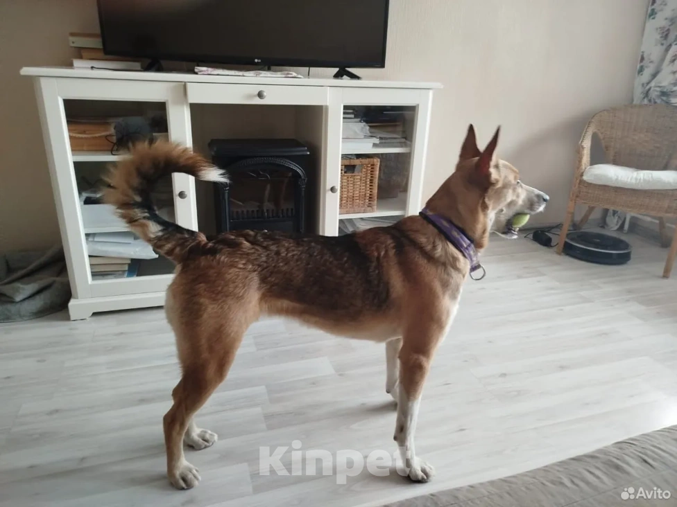 Собаки в Санкт-Петербурге: Собака в добрые руки Девочка, Бесплатно - фото 2