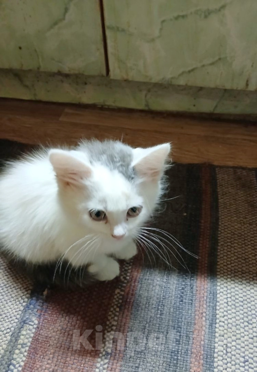 Кошки в Москве: Белый котенок 2,5 мес Девочка, Бесплатно - фото 1