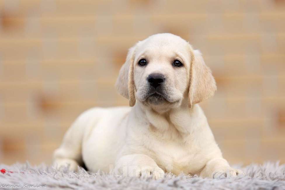 Собаки в других городах Московской области: Палевые щенки Лабрадора от Чемпиона Мира Девочка, 80 000 руб. - фото 5