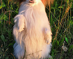 Собаки в Норильске: Вязка., 6 000 руб. - фото 4