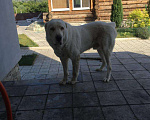 Собаки в Саратове: Вязка, Бесплатно - фото 1