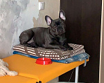 Собаки в Пензе: Французский бульдог вязка, Бесплатно - фото 2