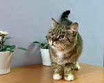 Кошки в Кувшиново: Стерилизованная и привитая красавица в дар, Бесплатно - фото 1