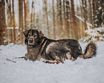 Собаки в Москве: Самая уютная собака – Амина Девочка, Бесплатно - фото 2