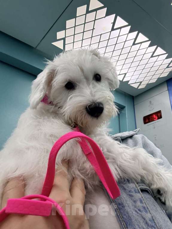 Собаки в Краснодаре: Щенок цвергшнауцер белый  Девочка, Бесплатно - фото 1