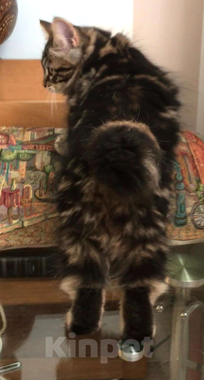 Кошки в Москве: Hunter SPAWN POINT Мальчик, 60 000 руб. - фото 2