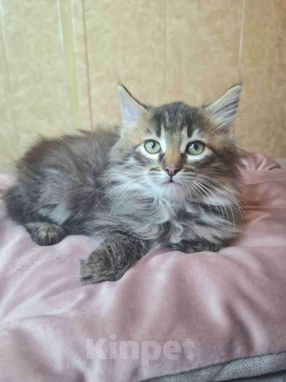 Кошки в Москве: Пушистый котенок в добрые руки  Мальчик, Бесплатно - фото 6