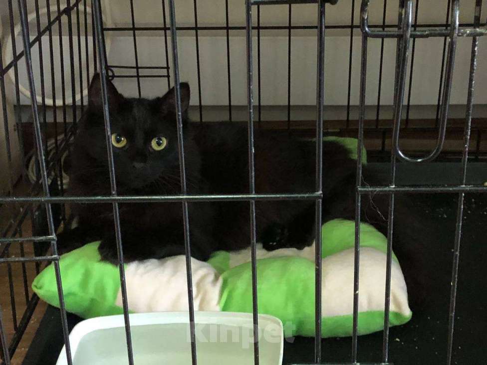 Кошки в Москве: Тучка кошечка ищет дом Девочка, Бесплатно - фото 2