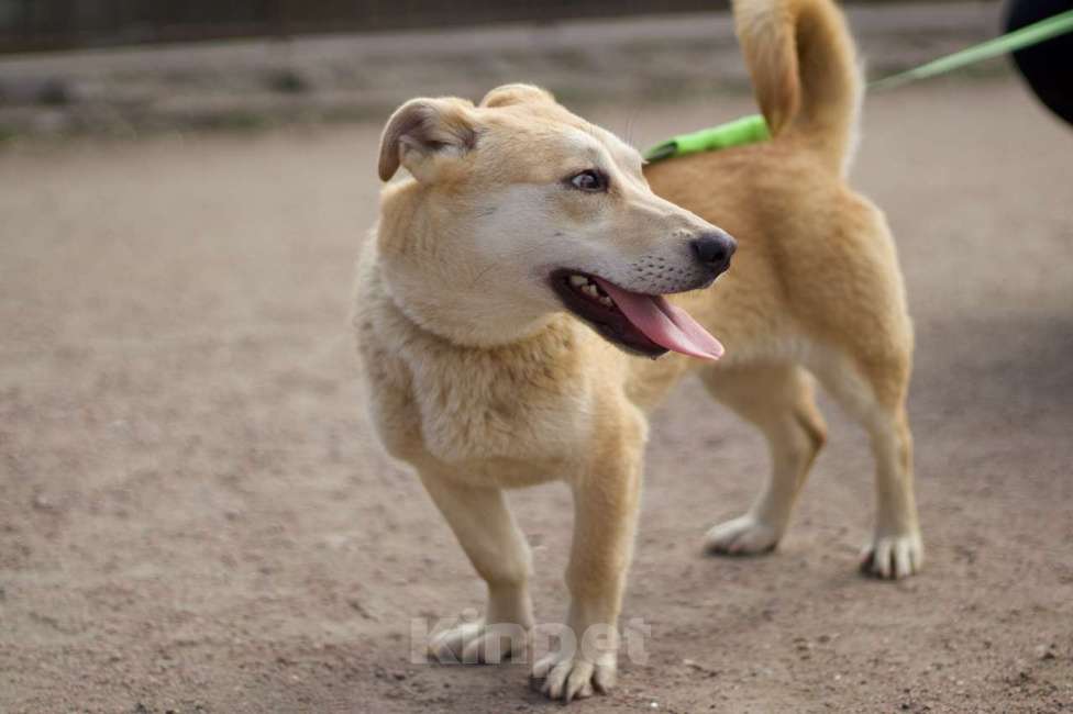 Собаки в Санкт-Петербурге: Собачка размером с корги ищет дом Девочка, Бесплатно - фото 2