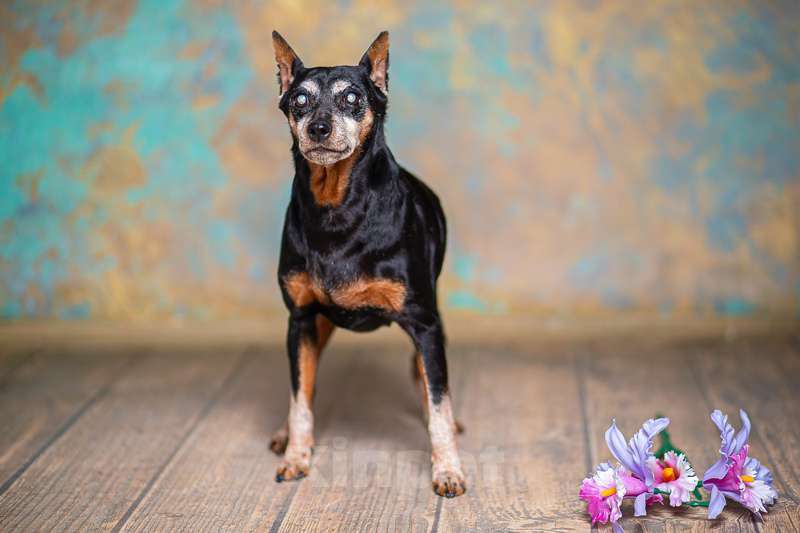 Собаки в Москве: Слепая цвергпинчер Пино в добрые руки Девочка, 1 руб. - фото 3
