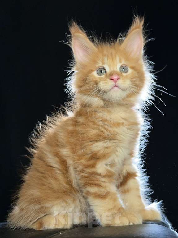 Кошки в Москве: Vendetta Ventura-House.com Девочка, 90 000 руб. - фото 7