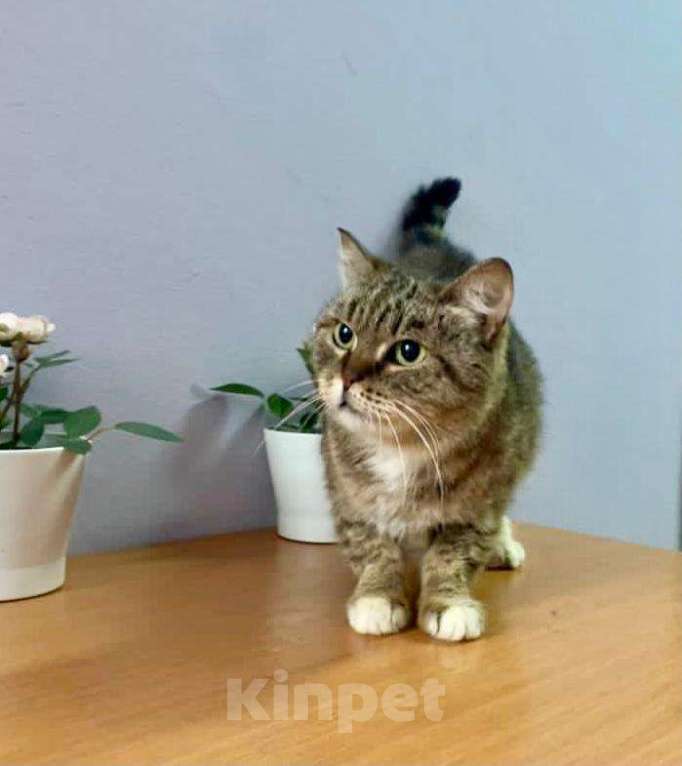 Кошки в Кувшиново: Стерилизованная и привитая красавица в дар, Бесплатно - фото 1