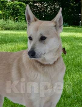 Собаки в Москве: Предательство, бездушие и боль и всё это про Раду! Девочка, Бесплатно - фото 3