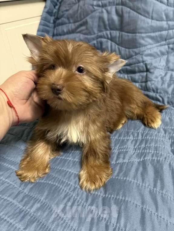 Собаки в Жуковском: Очаровательные щенки цветного йорка Девочка, 20 000 руб. - фото 3