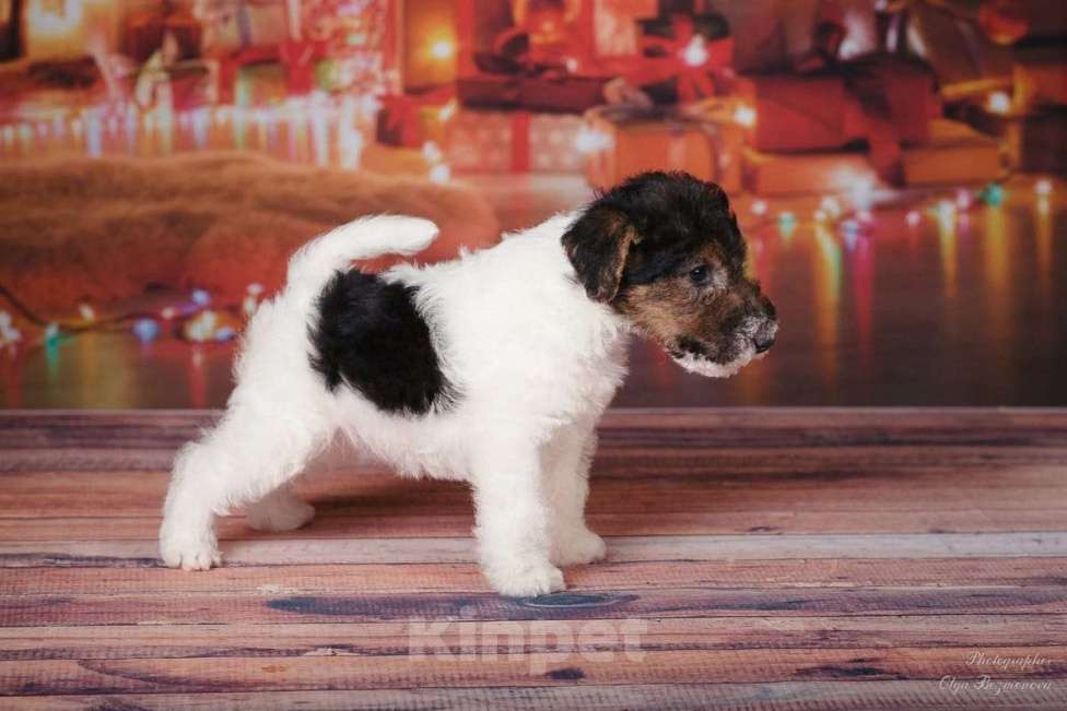 Собаки в Москве: Щенки породы Фокстерьер Мальчик, Бесплатно - фото 3