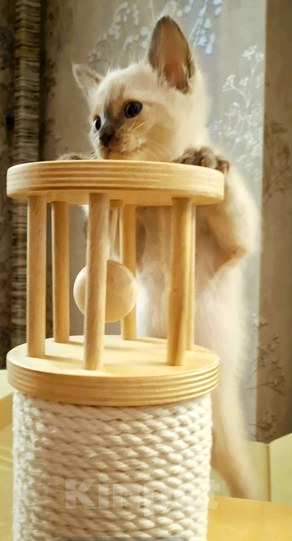 Кошки в Санкт-Петербурге: Тайский котенок Мальчик, 80 000 руб. - фото 5