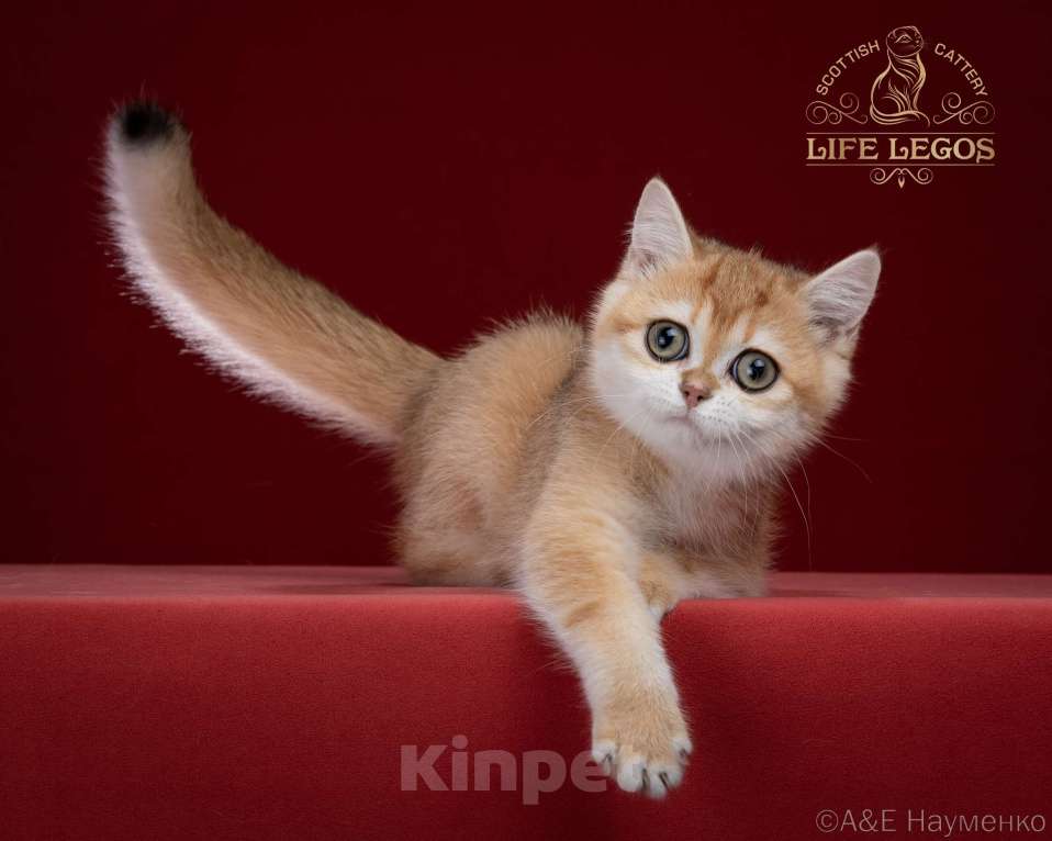 Кошки в Москве: Шотландская золотая шиншилла ny 12 девочка. Девочка, 75 000 руб. - фото 2