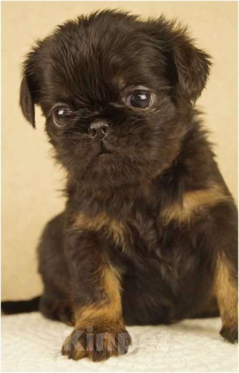 Собаки в Москве: ЗАЗОЙ Мальчик, 90 000 руб. - фото 3