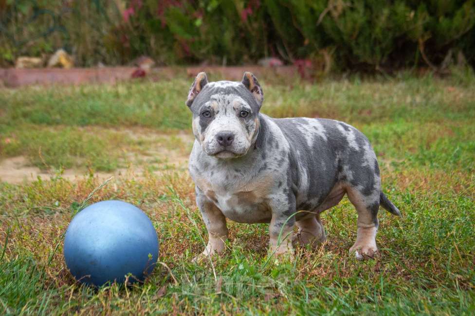 Собаки в других городах Московской области: Американский Булли девочка покет Девочка, 100 000 руб. - фото 2