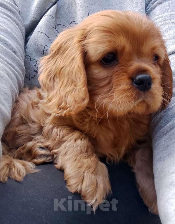 Собаки в Москве: Щенки Кавалер Кинг Чарлз Спаниель  паренек рубин. Мальчик, 50 000 руб. - фото 3