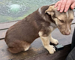 Собаки в других городах Владимирской области: Малышка Майли в поисках своих родителей Девочка, Бесплатно - фото 3