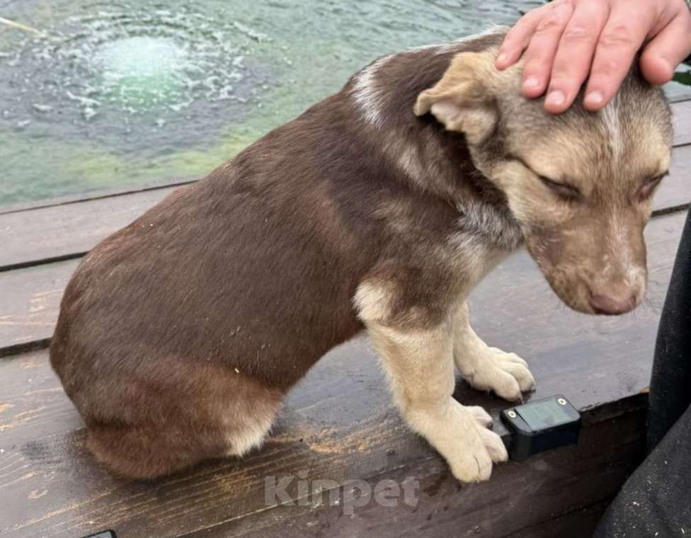 Собаки в других городах Владимирской области: Малышка Майли в поисках своих родителей Девочка, Бесплатно - фото 3