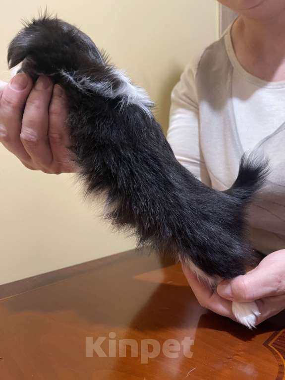 Собаки в других городах Московской области: Чихуахуа клубная девочка Девочка, 75 000 руб. - фото 7