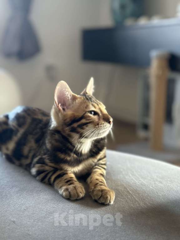 Кошки в Пскове: Гоча Мальчик, 45 000 руб. - фото 2