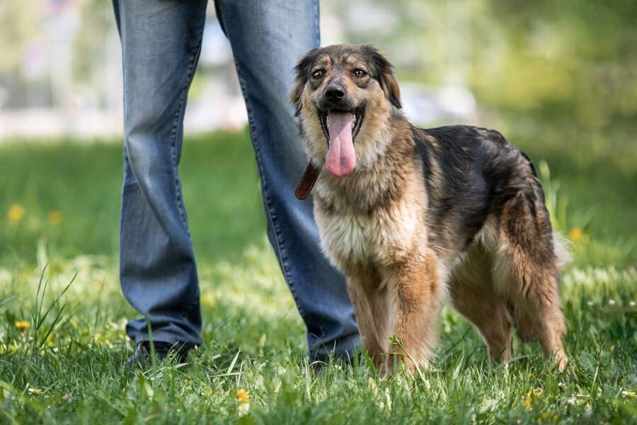 Собаки в Москве: Мила - это не просто собака, это настоящее воплощение собачьей преданности и любви. Девочка, Бесплатно - фото 5