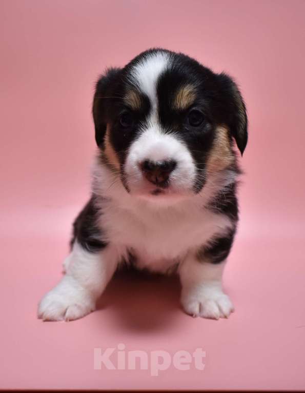 Собаки в Москве: Щенки корги Девочка, Бесплатно - фото 1