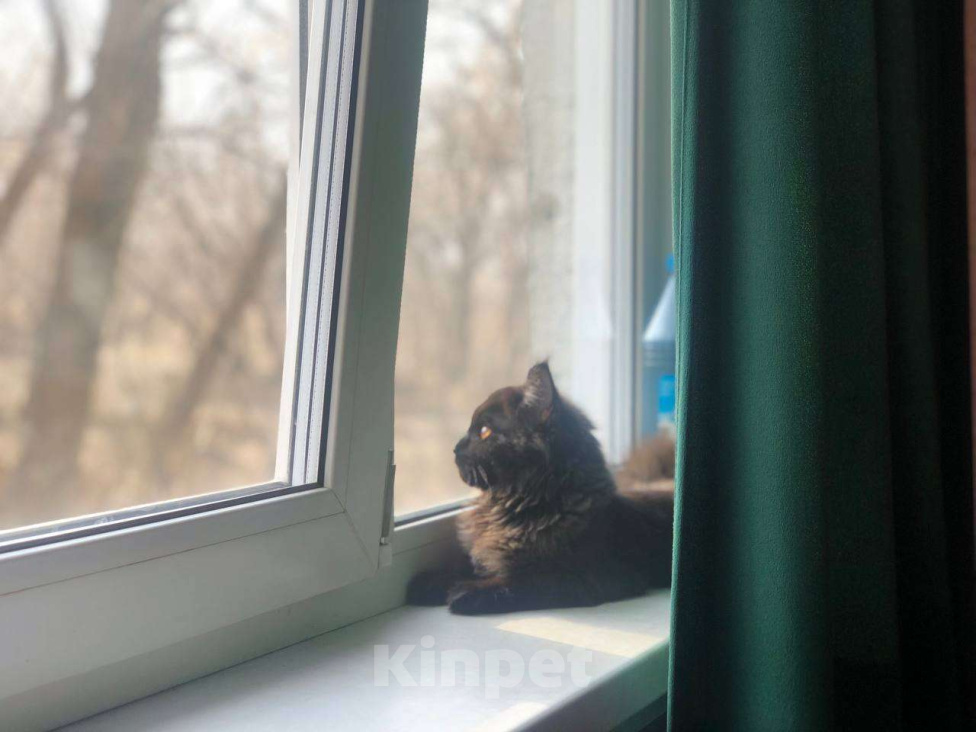 Кошки в Новосибирске: Котенок Мейн-кун Девочка, 5 000 руб. - фото 1