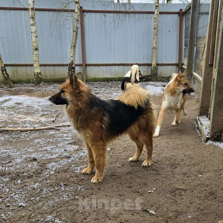 Собаки в Клине: Фисташка — роскошная красавица готова стать частью вашей семьи Девочка, Бесплатно - фото 3