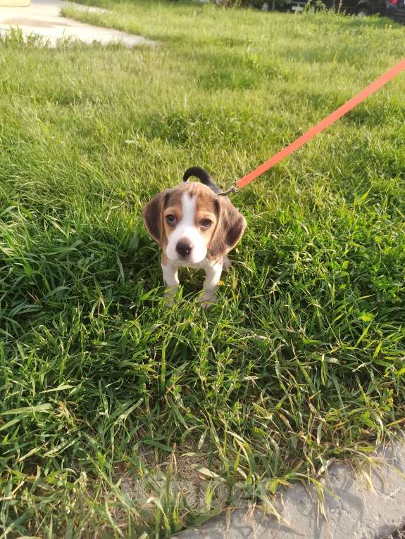 Собаки в Тюмени: Девочка щенок Девочка, 25 000 руб. - фото 5