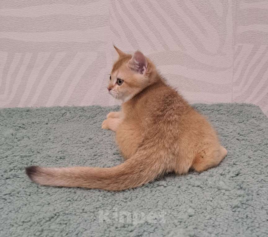 Кошки в Москве: Шотландский золотой мальчик страйт Мальчик, 35 000 руб. - фото 4