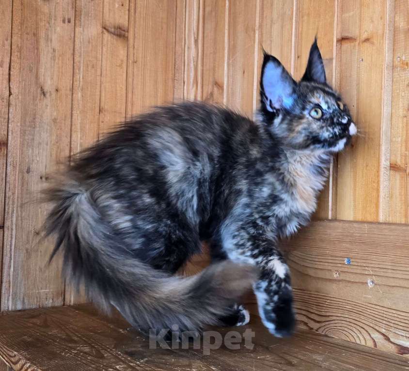 Кошки в Москве: Под стерелизацию Девочка, 1 руб. - фото 1