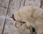 Кошки в Голицыно: Найден кот! п. Покровское, Одинцовский р-н. Мальчик, 1 руб. - фото 2