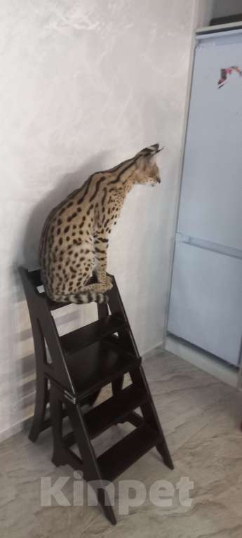 Кошки в Пскове: Кот Мальчик, 100 000 руб. - фото 1