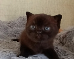 Кошки в Санкт-Петербурге: Британский котенок девочка черного окраса Девочка, 60 000 руб. - фото 1