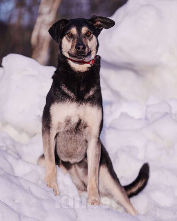 Собаки в других городах Московской области: Миниатюрная и очень милая собачка хочет домой Девочка, Бесплатно - фото 7