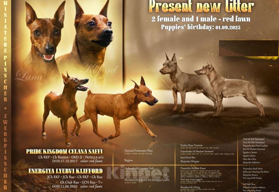 Собаки в Москве: Сука цвергпинчера Девочка, 50 000 руб. - фото 4