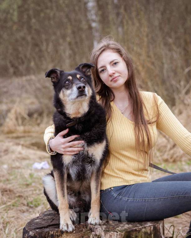 Собаки в Москве: Бывшедомашний пёсик в поисках нового дома Мальчик, Бесплатно - фото 3