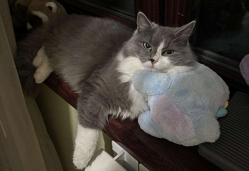 Потерялась кошка Мишель 10 месяцев