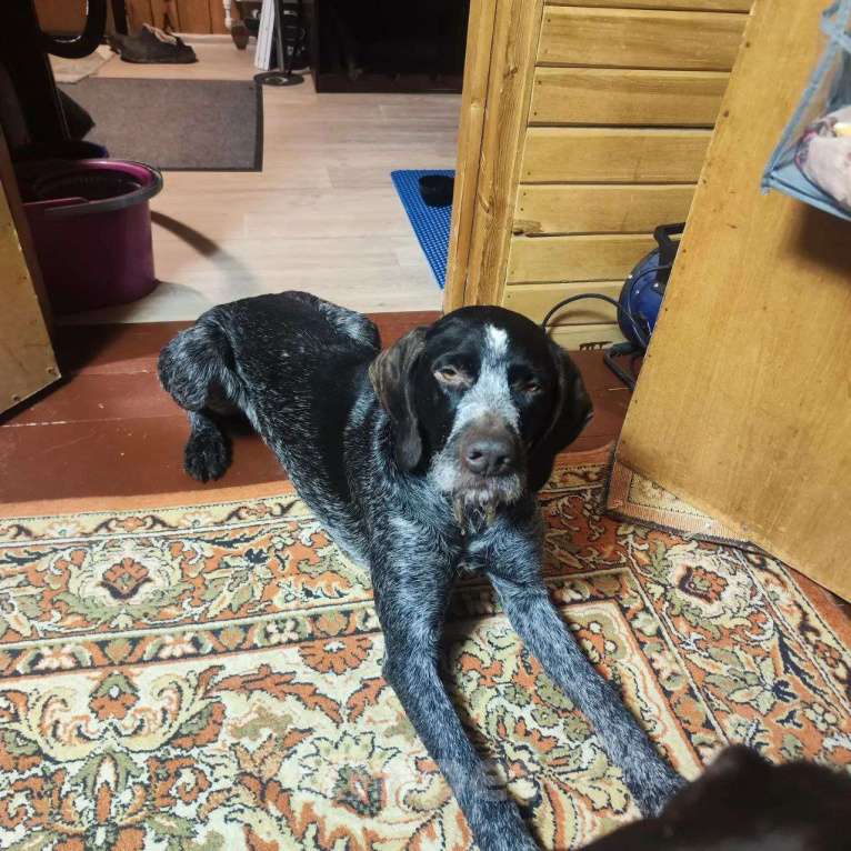 Собаки в других городах Московской области: НАЙДЕН КОБЕЛЬ, ФРЯНОВО Мальчик, Бесплатно - фото 1