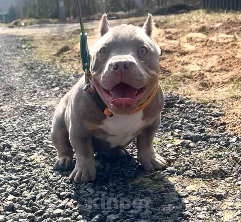 Собаки в Москве: Щенки булли Разнополые, Бесплатно - фото 4