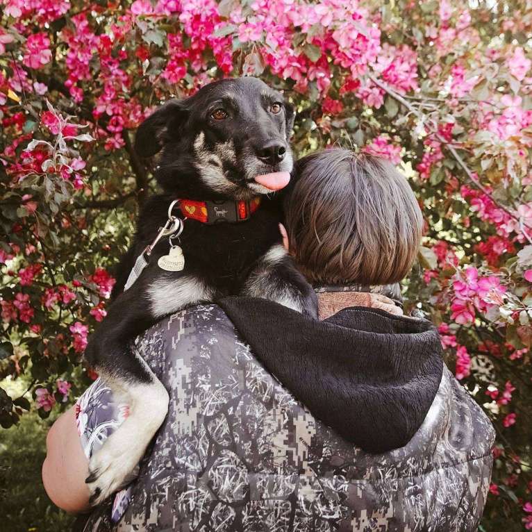 Собаки в других городах Московской области: Стеша ищет семью Девочка, Бесплатно - фото 10