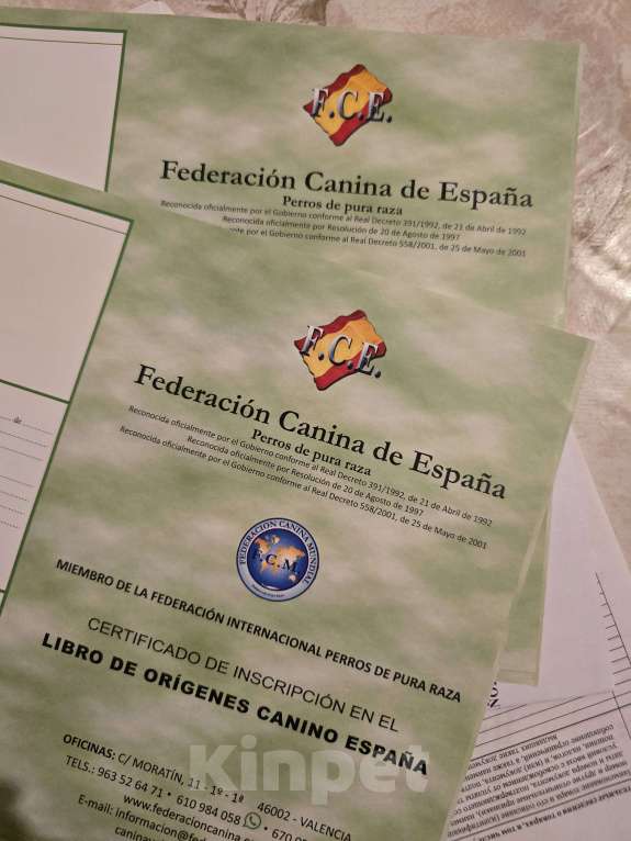 Собаки в других городах Московской области: Щенки Папильон с родословной европейских чемпионов  Мальчик, Бесплатно - фото 6