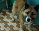 Собаки в Люберцах: Ам. Акито Мальчик, Бесплатно - фото 1