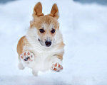 Собаки в Рыбинске: Щенки вельш-корги пемброк Мальчик, 59 000 руб. - фото 2