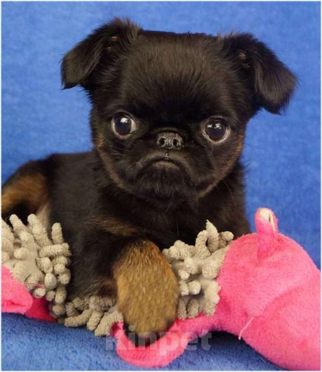 Собаки в Москве: ТИПА Мальчик, 150 000 руб. - фото 1