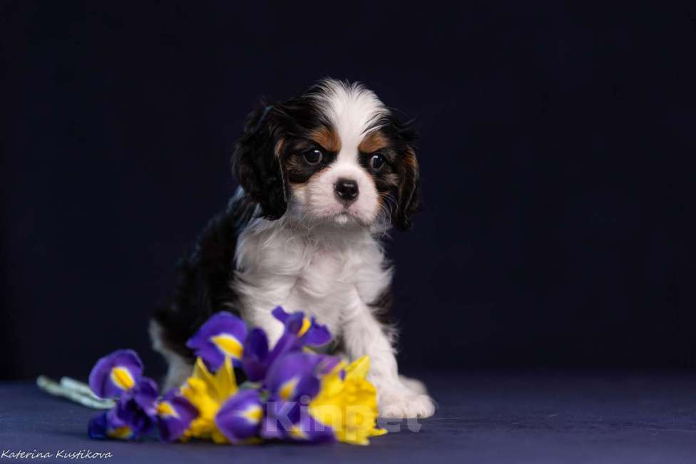 Собаки в Москве: Мальчик Кавалер КЧС Мальчик, Бесплатно - фото 1